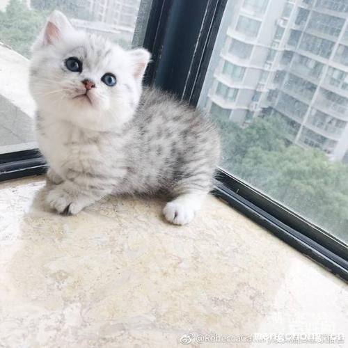 猫皮肤上有黑色的点点是什么