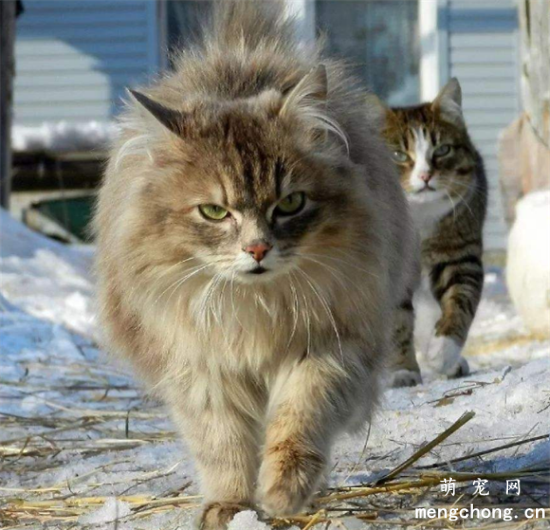 猫看到的世界是什么颜色的