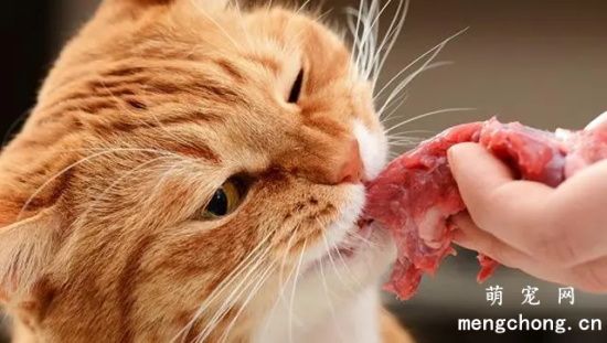 猫真的可以吃生肉吗？需要注意哪些问题