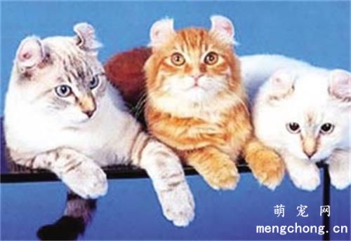 猫眼屎多是怎么回事？猫眼屎多怎么办？