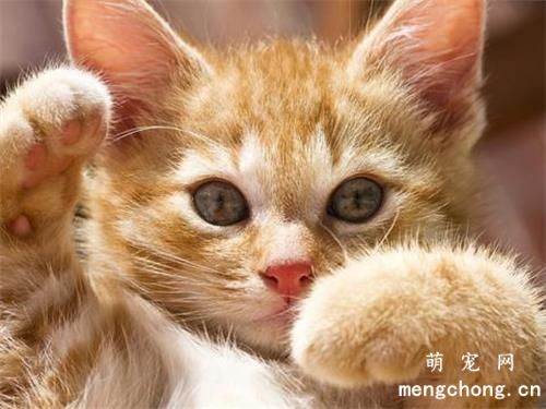 猫眼屎怎么擦干净？