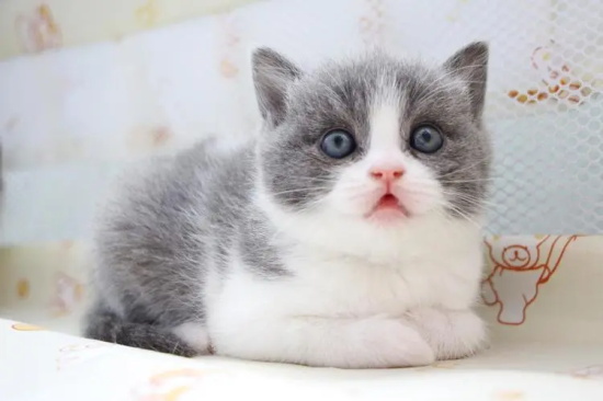 猫眼有红血丝 是什么原因