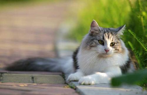 猫眼睛发炎是什么原因？