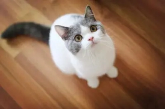 猫眼睛的分泌物怎么清理?