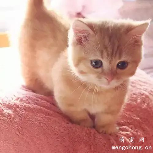 猫眼睛睁不开是怎么回事