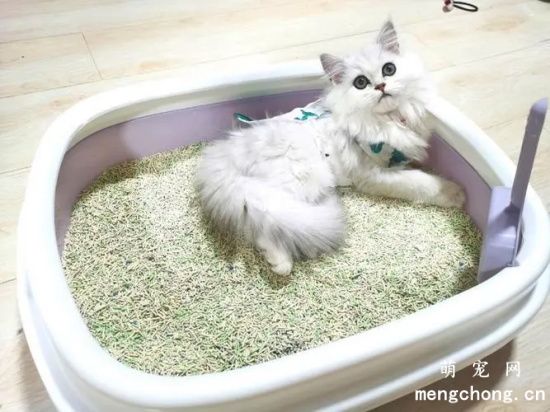 猫砂多久换一次？猫砂使用方法？