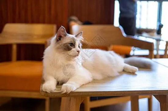 猫突然性情大变咬人凶怎么办
