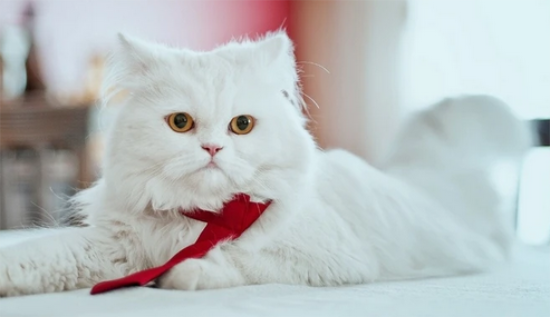 猫突然暴躁,有攻击行为