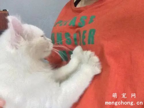 猫突然踩奶是什么意思？