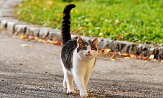 猫竖起尾巴是什么意思