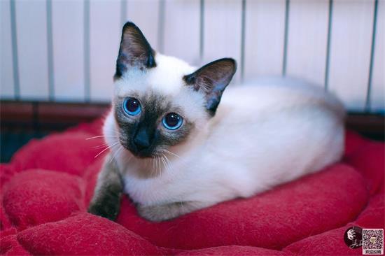猫笼子为什么要用布遮起来