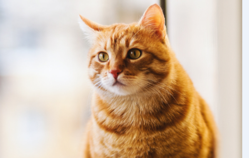 猫粮放在碗里多久过期?