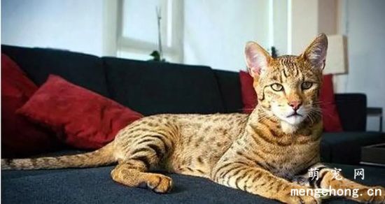 猫粮是否需要含谷物？