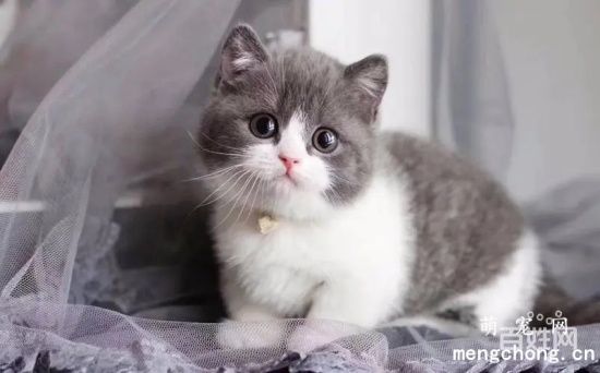 猫粮更换时要注意什么？