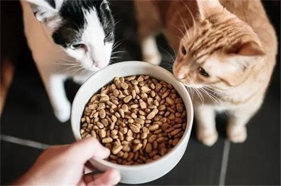 猫粮没有了吃什么应急