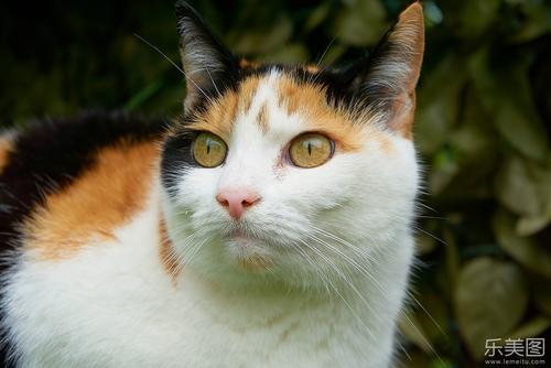 猫结膜炎症状