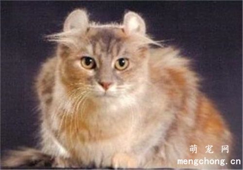 猫绝育后性格会改变吗？