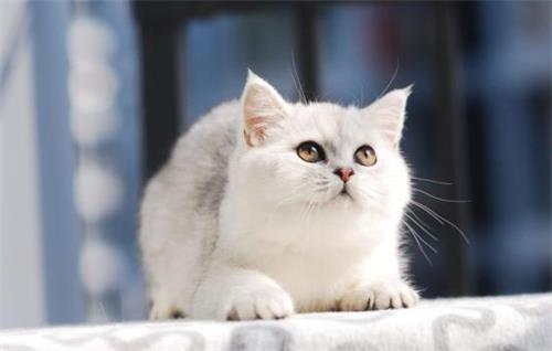猫绦虫博来恩能驱虫么 猫感染绦虫该怎么办