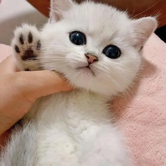 猫缺乏微量元素的表现 