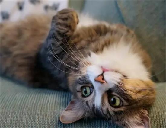 猫老围着你转,蹭你是怎么了