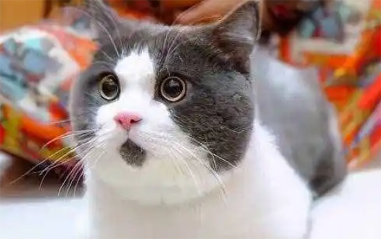 猫耳朵会有哪些疾病 猫耳朵的常见疾病大盘点