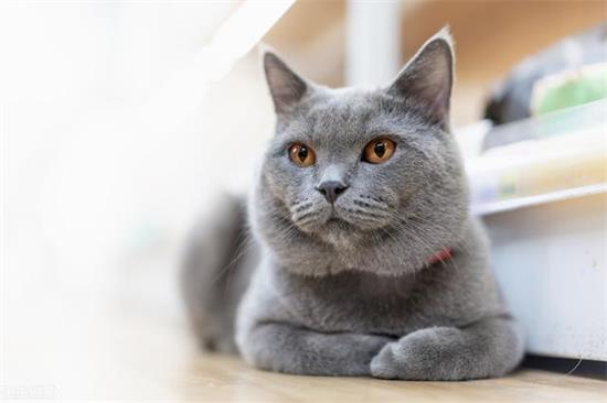 猫耳朵怎么清理?