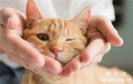 猫肉垫脱皮是怎么回事？