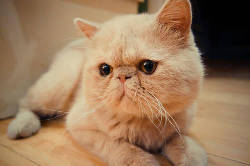 猫肚子上有个软软的包
