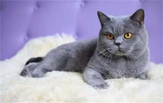 猫肝硬化可以治愈吗？病因和用药有哪些？