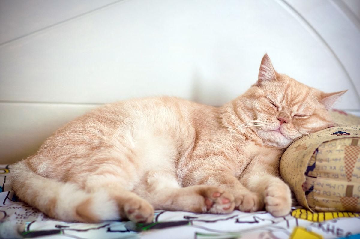 猫胃肠溃疡