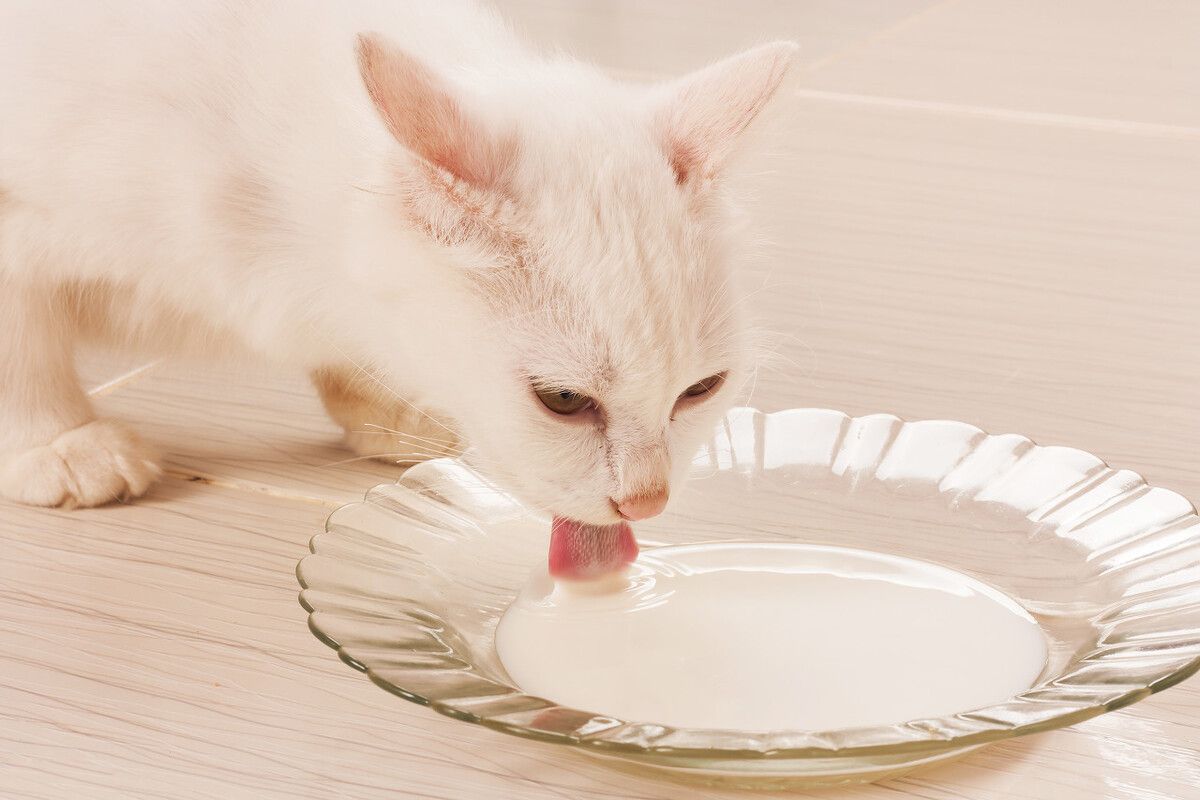 猫能不能喝酸奶