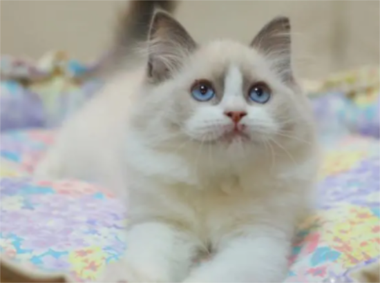 猫能分辨几种颜色
