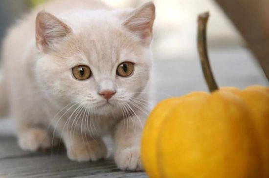 猫能吃南瓜吗