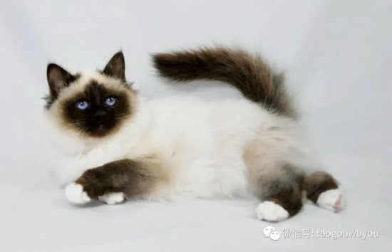 猫能吃南瓜吗？