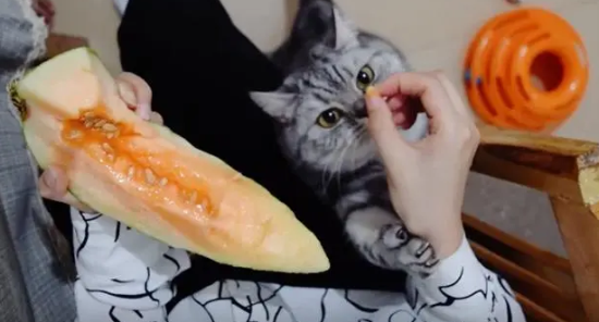 猫能吃哈密瓜吗