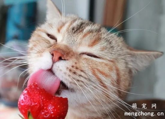 猫能吃哪些水果呢？