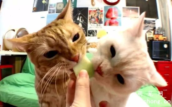 猫能吃哪些水果呢？
