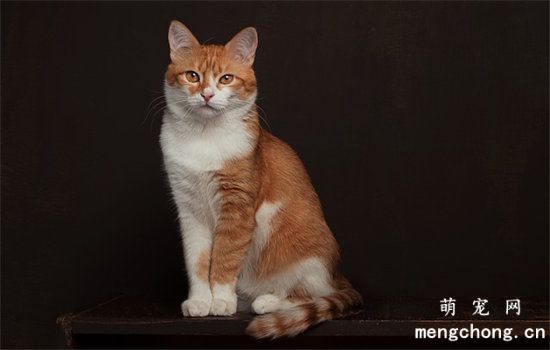 猫能吃牛油果吗