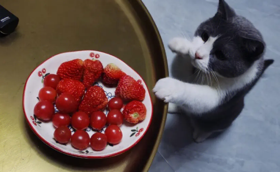 猫能吃的水果