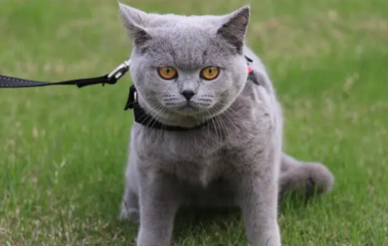 猫能吃米饭吗？