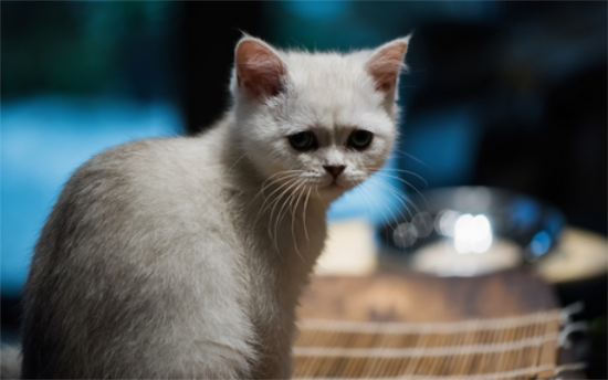 猫能吃紫薯吗