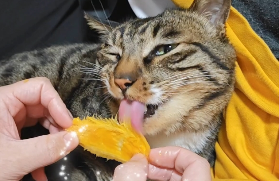 猫能吃芒果吗