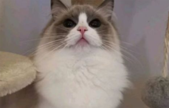 猫能吃花生吗?