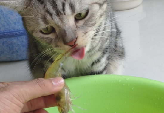 猫能吃虾么