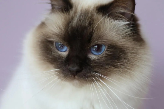 猫能吃虾皮吗