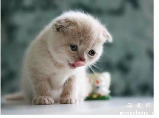 猫能吃蛋糕吗？