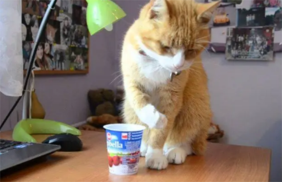猫能吃酸奶吗