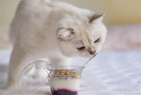猫能吃酸奶吗为什么