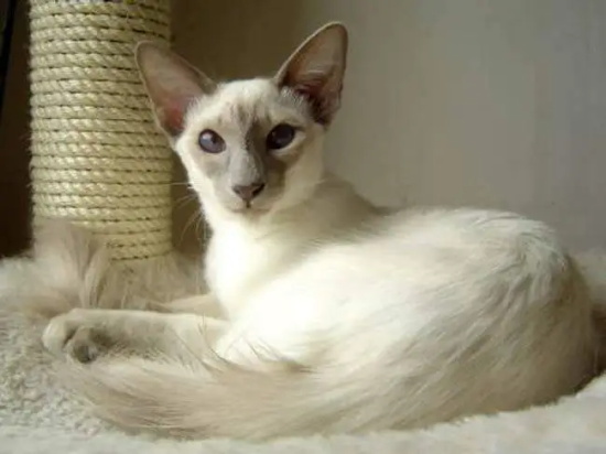 猫能吃骨头吗？