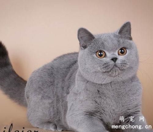 猫能喝茶水吗